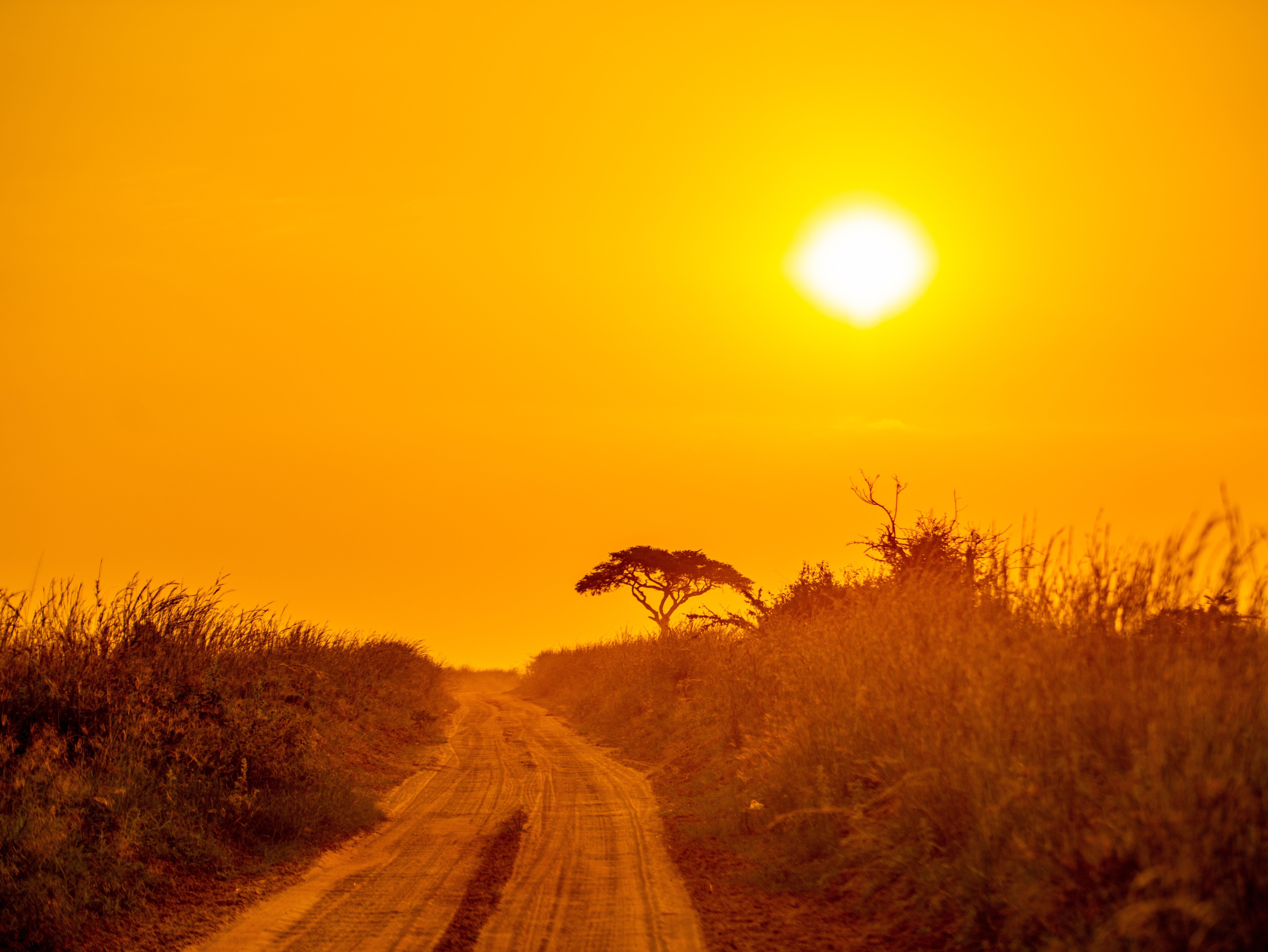 Savanna